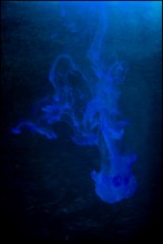 Deep Blue Sea / ***
