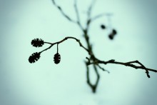 Preserve nature - your mother! / ***