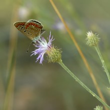 Butterfly / ***