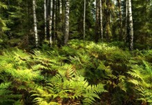 Forest Carpet / ***