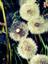 Dandelions / *********************
