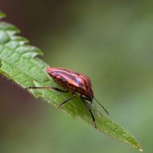Spotty-striped / ***