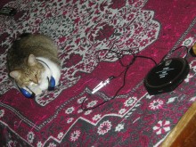 The Cat and the music / ***