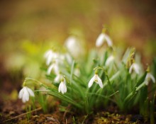 Spring ghosts / ***