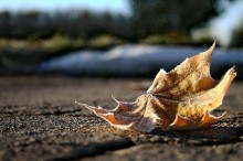 of autumn .... / ............ . .