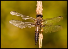 Forced landing ... / ***