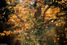 Winter Fall / ***