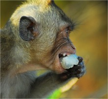 Monkey Island / ***