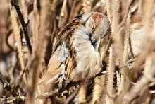 Clean feathers in front of the photo-season / ***