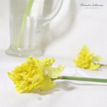 yellow / ***