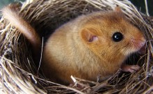 Oreshnikova dormouse / ***