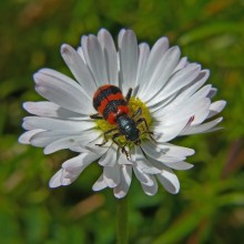 Pchelozhuk bee / Trichodes apiarius