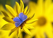 I\'m on the "sunshine" sit / ***