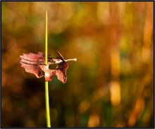 Spring Penetration ... / ***