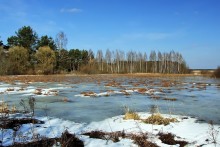 Spring is in the swamp / ***