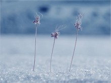 . Three girls under the window .. / ***