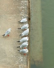 Swimming coach / *****