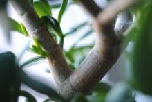 Tree / ***