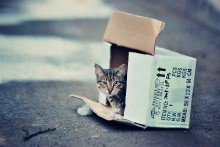 catbox / ***