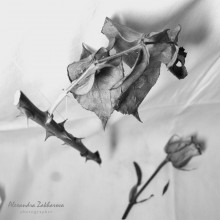 of thorns / ***