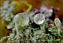 droplets))) osminozhki .. / ***