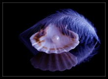 Tenderness / *****