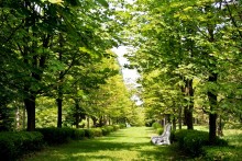 green picture / ***