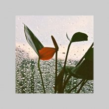 ... Summer rain ... / ***