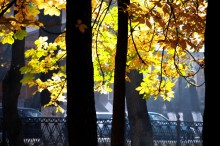 Autumn / ***