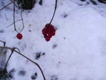red / ***