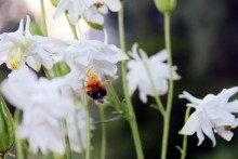 Shaggy bumblebee / ***