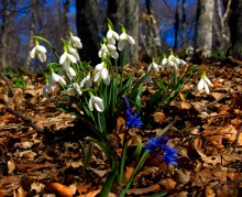 Spring has come / ***
