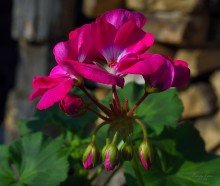 Under the spring sun / ***