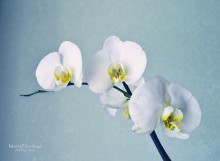 orchid / ***