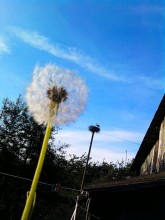Summer / ***