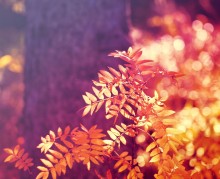 Autumn Fantasy ... / ***