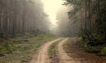 Forest road / ***