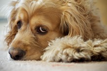 Puppy eyes / Cocker spaniel