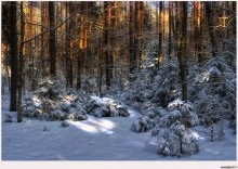 About the winter forest / *****