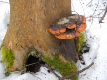 Such is the mushroom. / ***