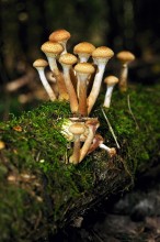 Forest products / ***