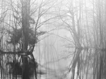 Foggy morning / ***