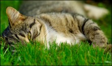 Gray cat on a green / ***