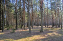 Forest / ***
