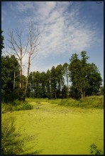 Swamp / ***