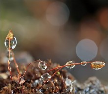 PravoPravye ... / ***