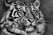 Tiger offense did not swallow. / ***