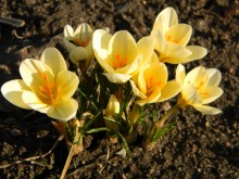 Crocuses. / ***