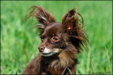 Portrait of a small dog # 1 / ***