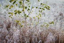 Frost / ***